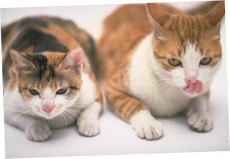 meilleurs chat